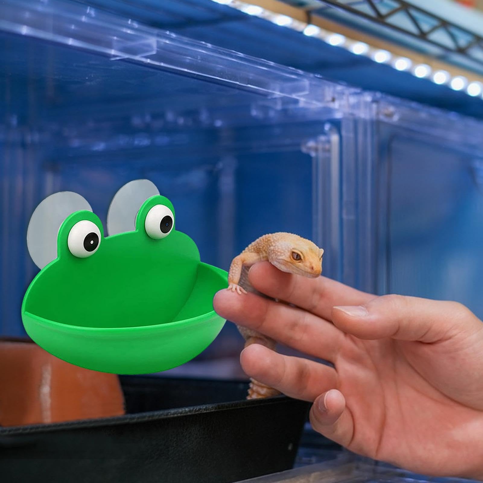 Amazon | カエル皿ホルダー、カエルの生息地, かわいいカエルの装飾